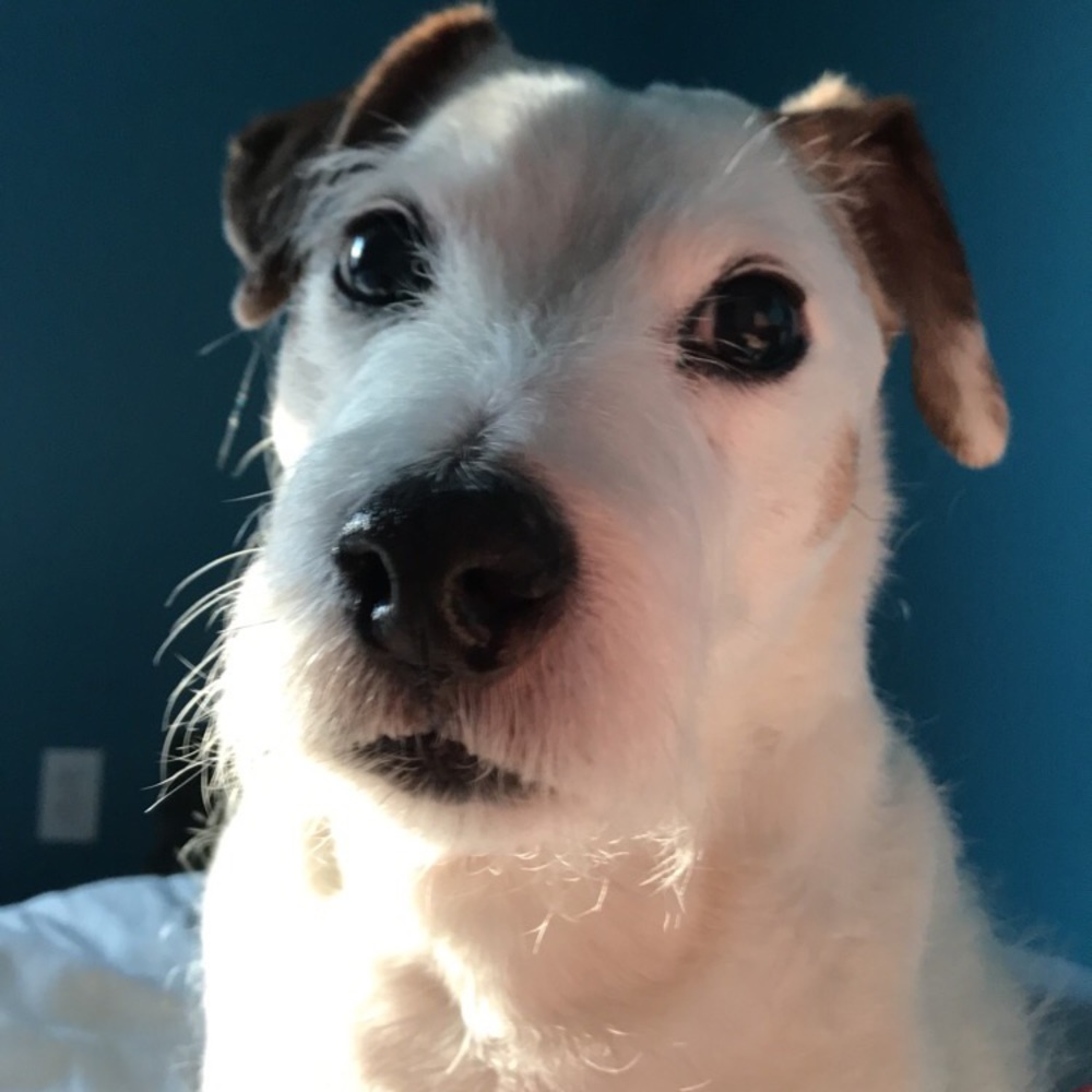 just blessing your day with my dog